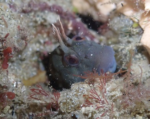 Tasmanian blenny (Parablennius tasmanianus) — Blenniidae — 5
