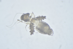 Psoquilla marginepunctata