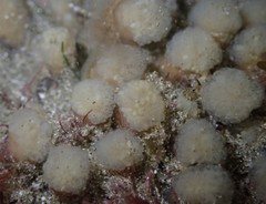 Pseudodistoma opacum