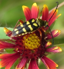 Typocerus