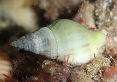 Buccinulum vittatum