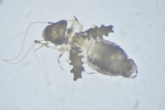 Psoquilla marginepunctata