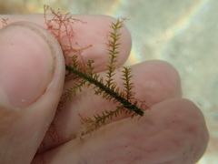 Caulerpa flexilis