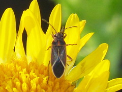 Ochrimnus carnosulus