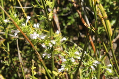 Clinopodium chilense