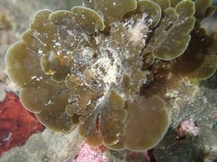 Zonaria aureomarginata