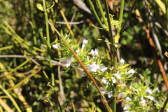 Clinopodium chilense