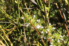 Clinopodium chilense