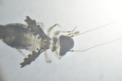 Psoquilla marginepunctata