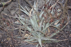 Hechtia podantha