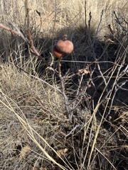 Disholcaspis erugomamma