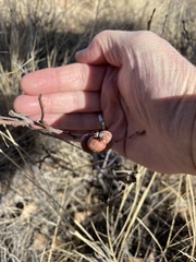 Disholcaspis erugomamma