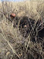 Disholcaspis erugomamma