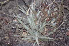 Hechtia podantha