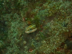 Plagiotremus azaleus