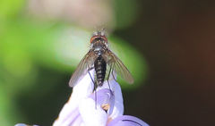 Phthiria exilis