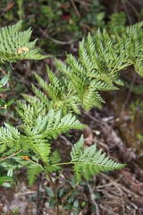 Rumohra adiantiformis