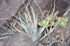 Hechtia podantha