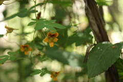 Tropaeolum ciliatum