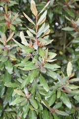 Aextoxicon punctatum