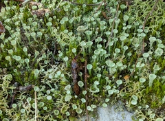 Cladonia asahinae