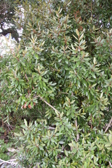 Aextoxicon punctatum