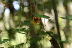 Tropaeolum ciliatum