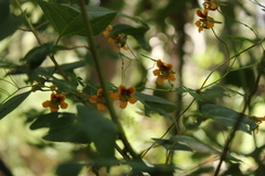 Tropaeolum ciliatum