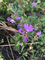 Scaevola ramosissima