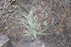 Hechtia podantha