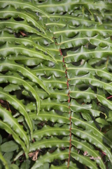 Blechnum cordatum