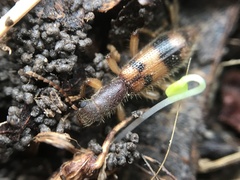 Cymatodera balteata