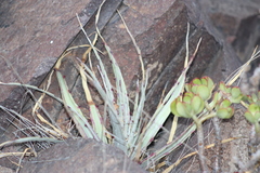 Hechtia podantha