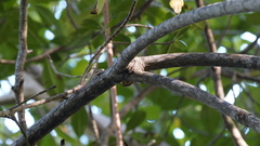 Aratus pisonii