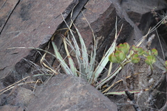 Hechtia podantha