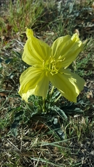 Oenothera brachycarpa