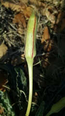 Oenothera brachycarpa