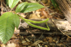 Elytropus chilensis