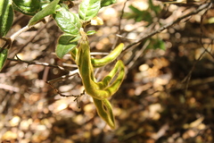 Elytropus chilensis