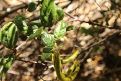 Elytropus chilensis
