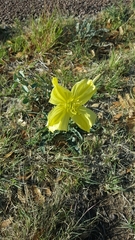 Oenothera brachycarpa