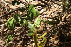 Elytropus chilensis