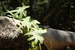 Dioscorea brachybotrya