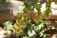 Dioscorea brachybotrya
