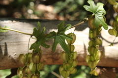 Dioscorea brachybotrya