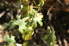 Dioscorea brachybotrya