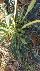 Oenothera brachycarpa