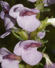 Pedicularis mexicana