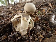 Geastrum fornicatum