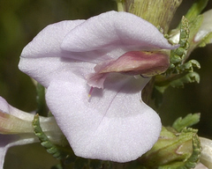Pedicularis mexicana